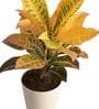 Croton Petra Natural Plant In Ivory Self Watering Plastic Pot