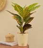 Croton Petra Natural Plant In Ivory Self Watering Plastic Pot