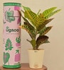 Croton Petra Natural Plant In Ivory Self Watering Plastic Pot