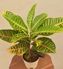 Croton Petra Natural Plant In Ivory Self Watering Plastic Pot