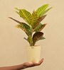 Croton Petra Natural Plant In Ivory Self Watering Plastic Pot