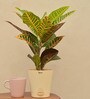 Croton Petra Natural Plant In Ivory Self Watering Plastic Pot
