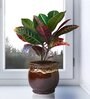 Croton Petra Plant in Brown Drip Glazed Pitcher Ceramic Pot