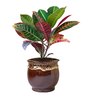 Croton Petra Plant in Brown Drip Glazed Pitcher Ceramic Pot