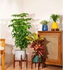 Croton Petra Plant With 8 Inch Pot