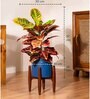 Croton Petra Plant With 8 Inch Pot
