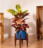 Croton Petra Plant With 8 Inch Pot