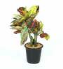 Croton PVC Artificial Bonsai Plant with Black Ceramic Pot