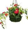 Dark-Pink Polyester Artificial Morning Glory Hanging Creeper Plant with Hanging Metal Stand