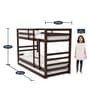 Dave Bunk Bed with Trundle in Walnut Finish
