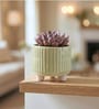 Light Green Ceramic Indoor Planter with Drainage