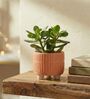 Peach Ceramic Indoor Planter with Drainage
