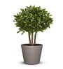 Aloha Big  Beige Polymer Floor Planter