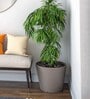 Aloha Big  Beige Polymer Floor Planter