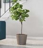Dholpur Aloha Small Beige Polymer Floor
Planter