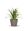 Dholpur Aloha Small Beige Polymer Floor
Planter
