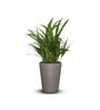 Dholpur Beige Polymer Ancy  Big Planter
