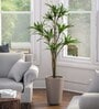 Dholpur Beige Polymer Ancy  Big Planter