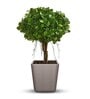 Dholpur beige Polymer Toyo Large Floor Planter