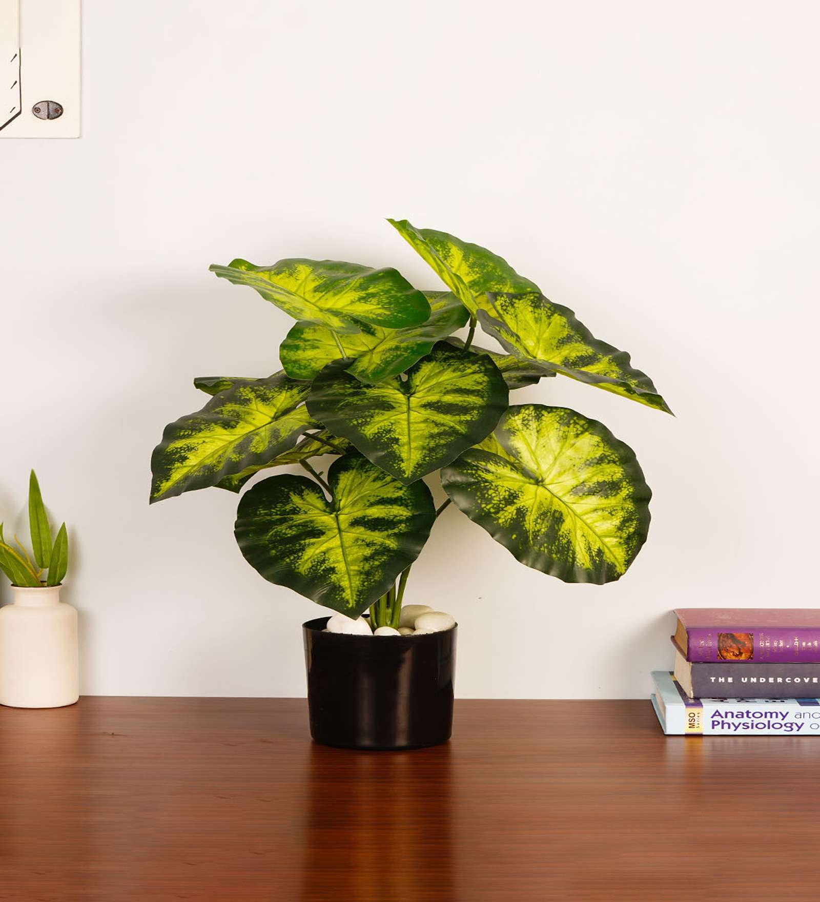Artificial Dieffenbachia Plant 55Cm