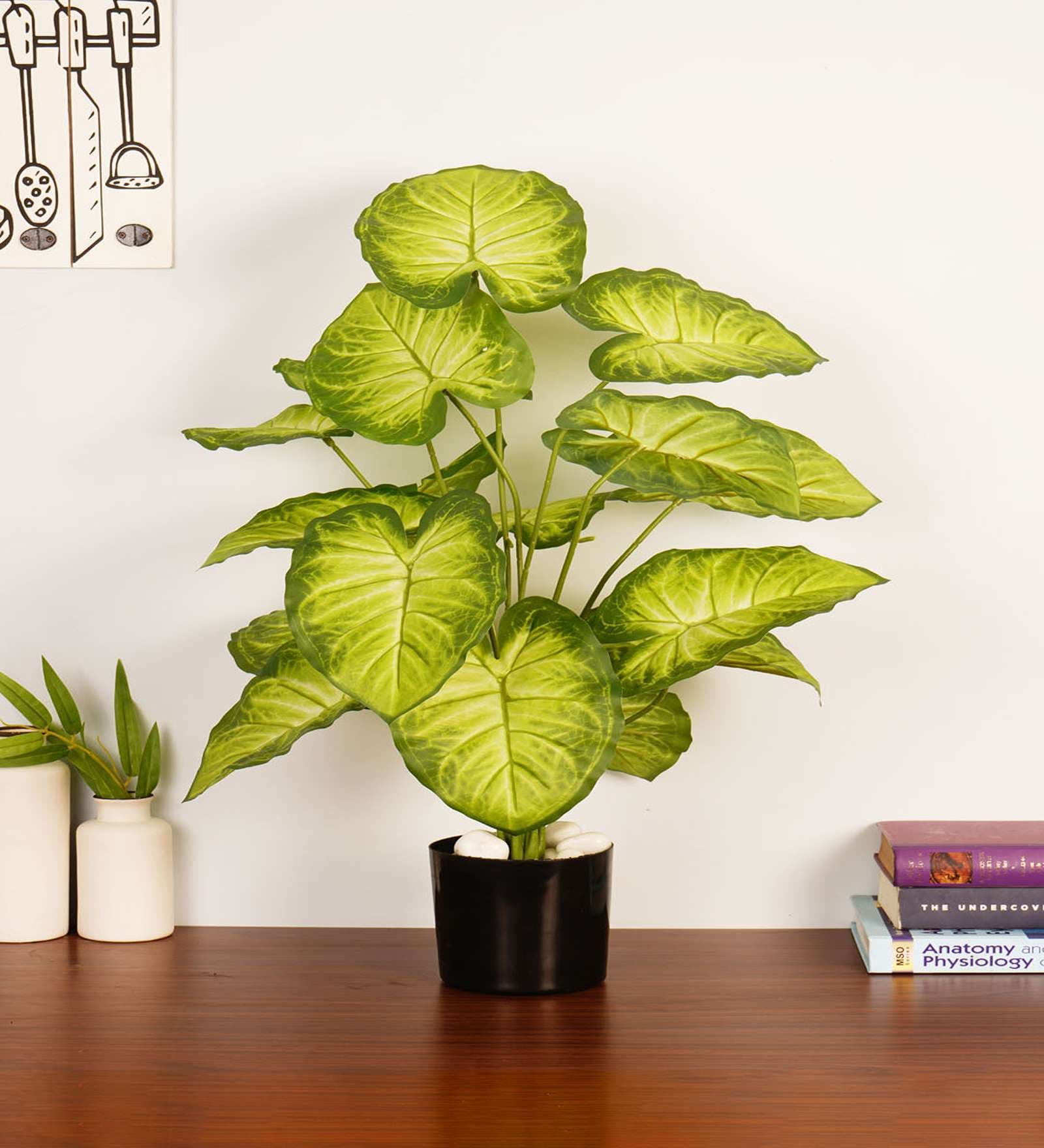 Artificial Dieffenbachia Plant 65Cm