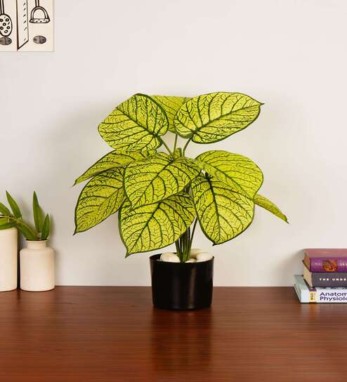 Artificial Dieffenbachia Plant 55Cm