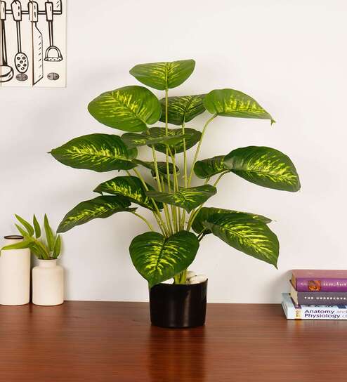 Artificial Dieffenbachia Plant with Black Pot 65Cm