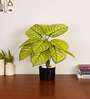 Artificial Dieffenbachia Plant 55Cm