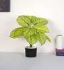Artificial Dieffenbachia Plant 55Cm