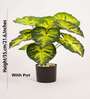 Artificial Dieffenbachia Plant 55Cm