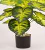 Artificial Dieffenbachia Plant 55Cm