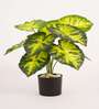 Artificial Dieffenbachia Plant 55Cm