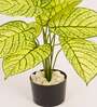 Artificial Dieffenbachia Plant 55Cm