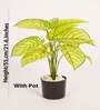 Artificial Dieffenbachia Plant 55Cm
