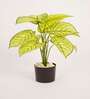 Artificial Dieffenbachia Plant 55Cm