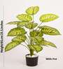Artificial Dieffenbachia Plant 65Cm