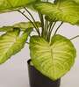 Artificial Dieffenbachia Plant 65Cm