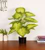 Artificial Dieffenbachia Plant 65Cm