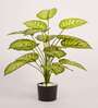 Artificial Dieffenbachia Plant 65Cm