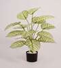 Artificial Dieffenbachia Plant 65Cm