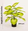 Artificial Dieffenbachia Plant 65Cm
