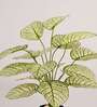 Artificial Dieffenbachia Plant 65Cm