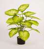 Artificial Dieffenbachia Plant 65Cm