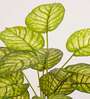 Artificial Dieffenbachia Plant 65Cm