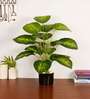 Artificial Dieffenbachia Plant with Black Pot 65Cm