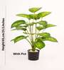 Artificial Dieffenbachia Plant with Black Pot 65Cm