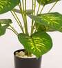 Artificial Dieffenbachia Plant with Black Pot 65Cm