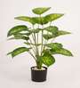 Artificial Dieffenbachia Plant with Black Pot 65Cm