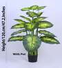 Artificial Dieffenbachia Plant with Black Pot