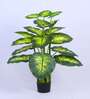 Artificial Dieffenbachia Plant with Black Pot